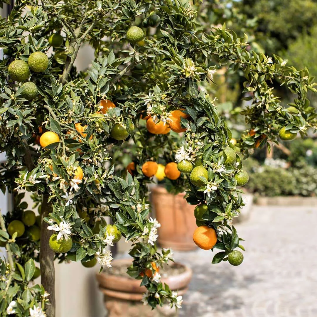Delizie Reali — Real Bosco di Capodimonte — lavorazione 3